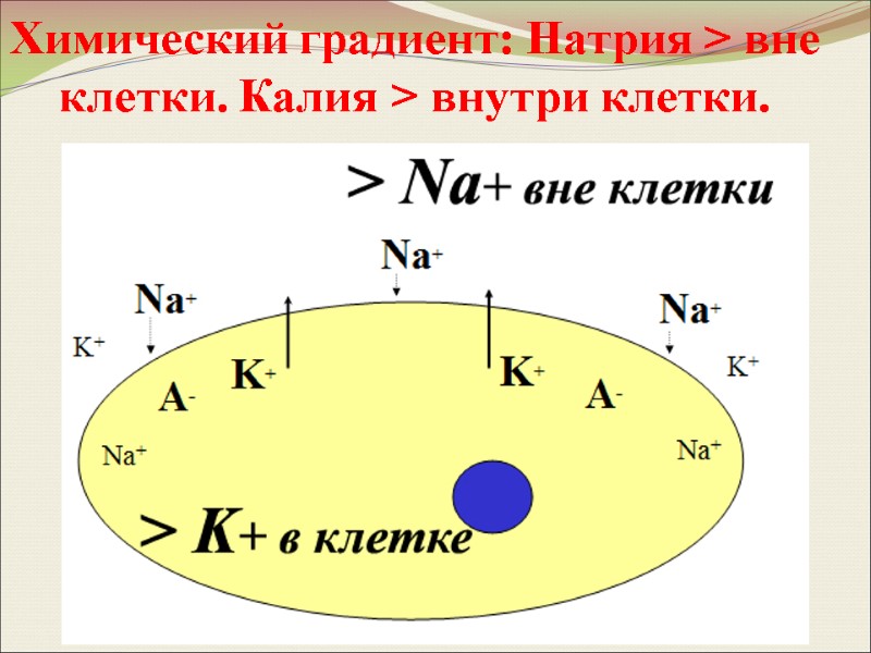 Химический градиент: Натрия > вне клетки. Калия > внутри клетки.